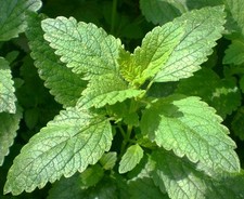 250 Samen Zitronenmelisse (Melissa officinalis), Melisse, Arnei-/ Gewürzpflanze