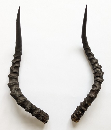 Impalahörner ware länge 51 - b-ware,