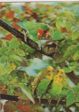 3 D-AK Hologramm:  Kanarienvögel auf Baumästen, ungel. ca. 1970