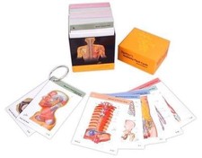 Netter's Anatomy Flash Cards