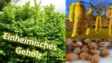 Haselnuß Corylus avellana 5L 80/100 cm Bienen Gehölz Haselnußstrauch Hasel Nüsse