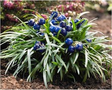 100 x Ophiopogon japonicus