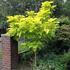 Gold trompetenbaum aurea - gold-trompetenbaum,