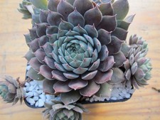 Sempervivum "Belladonna" - 2x