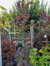 Cercis canadensis Forest Pansy, roter Judasbaum 200-230cm SOLITÄR