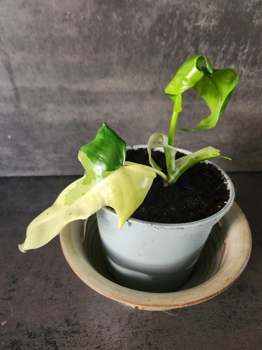 Philodendron golden - 🌸,