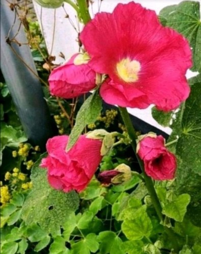 Stockrosen samen leuchtend - samen,,