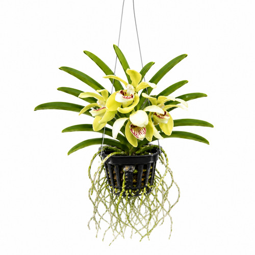Orchideen - (◕‿◕)\@,
