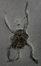 Devon Ophiurina lymani Seltener Schlangenstern Hunsrückschiefer Bundenbach  Q9-3