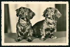 Foto AK - Hund Dackel