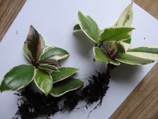 Hoya Flamingo Dream - gut bewurzelte Jungpflanzen leicht violette Porzellanblume