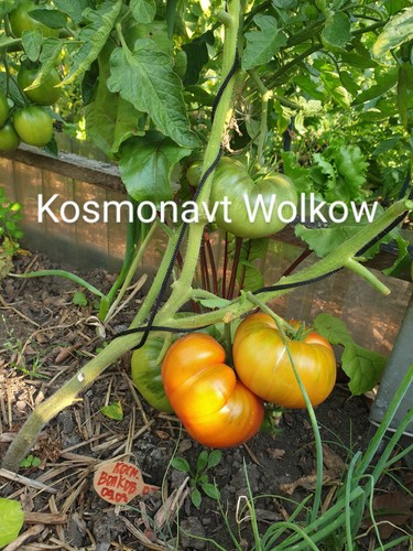 Tomatensamen"Космонав?