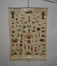 VINTAGE ROLLTAFEL "ESSBARE SCHALENTIERE UND WEICHTIERE ETC." SCHULWANDKARTE