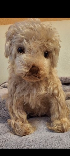 Uralter antiker vorkrieg hund - antiker,