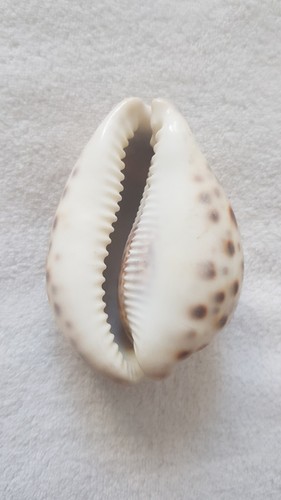 Muschel cypraea tigris - muschel,