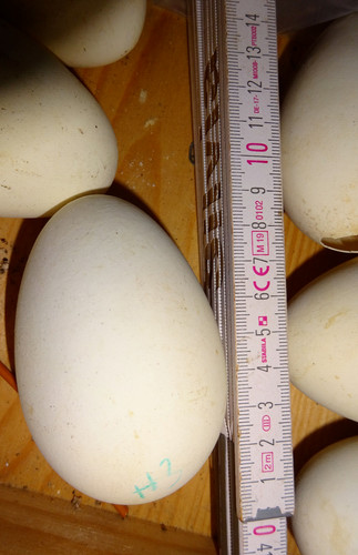 Eier gänseeier ca - eier,, ei,