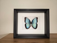 Morpho Helenor Carilensis