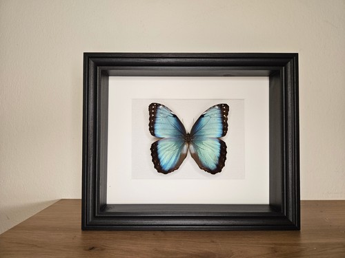 Morpho helenor carilensis - morpho,