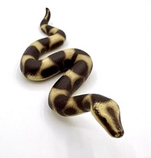 Schleich 14163 Boa Constrictor (1999) Wild Life Schlange Dschungel Tier Figur