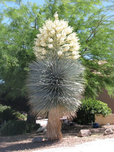 Yucca rigida blue yuca - rigida,,