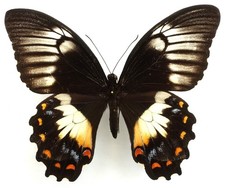 PAPILIO GAMBRISIUS SSP. FEMALE FROM AMBELAU ISL