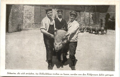 Ww1 schlachthaus schweine - ww1,