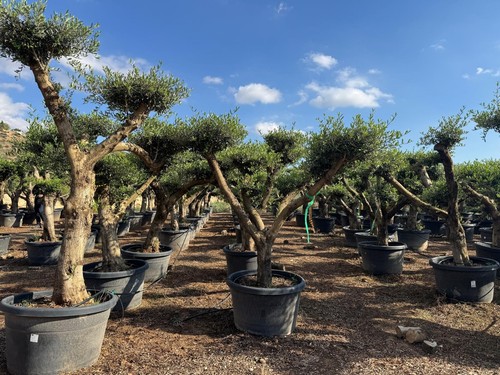 Sunny tree olea europaea - sunny,