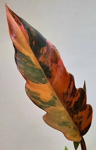 Philodendron caramel fire - philodendron,