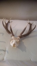 Trophäe Schönes Kapitales