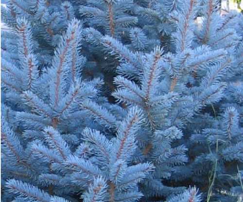 Tanne blau picea pugens glauca - tanne,