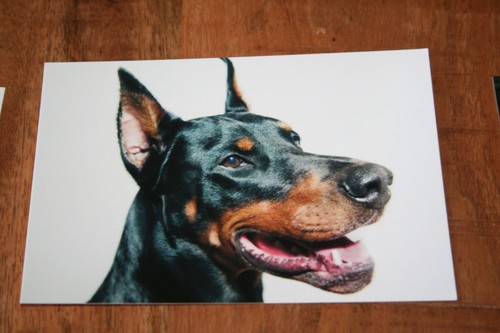 Hunde postkarte von - von, poster
