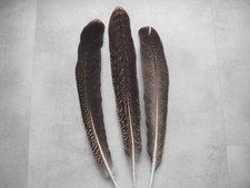 3  Riesige  Pfauenfedern  40 -