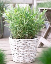 1 x Pleioblastus variegatus