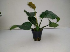 1Töpfe Anubias Barteri Sperrblatt, barschfest   Aquariumpflanzen Wasserpflanzen 