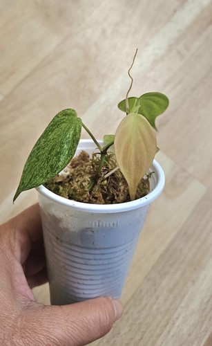 Philodendron micans pink - philodendron, mint