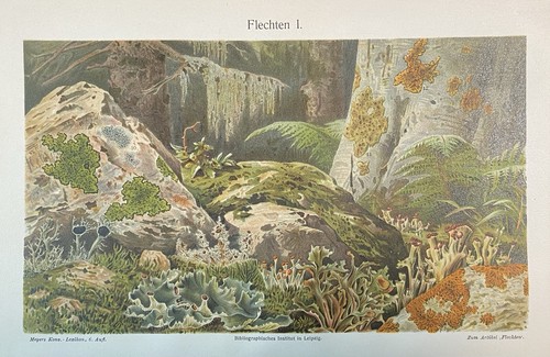 Originalgrafik flora fauna - originalgrafik, flora/fauna