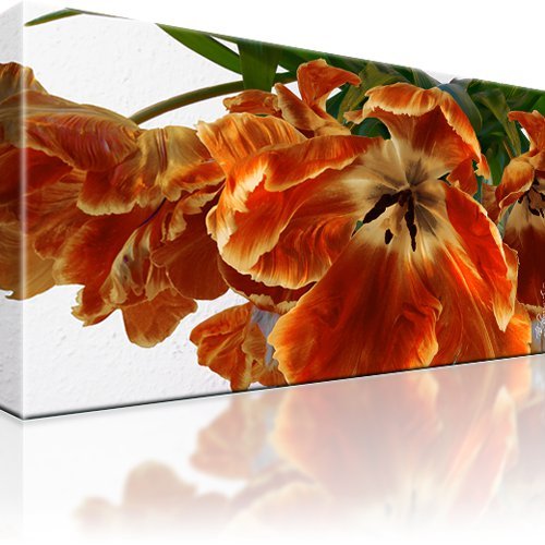 Blume natur bild bilder - blume,