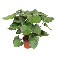 Homalomena Maggy - Große