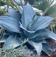 Agave attenuata blue x