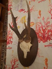 Rehbock Rehgeweih Rehgehörn