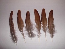 8  Fasanen-Federn vom Goldfasan   10 - 12  cm lang, Basteln, Floristik