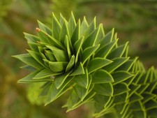 Affenschwanz Tanne -Araucaria