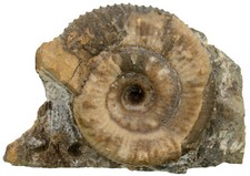 Lias  Peronoceras desplacei  Sehr seltener Ammonit  Altdorf bei Nürnberg  21-2