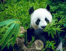 SAMEN immergrün Zimmer Bambus