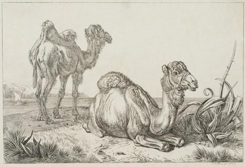 Klein kamel - j.,