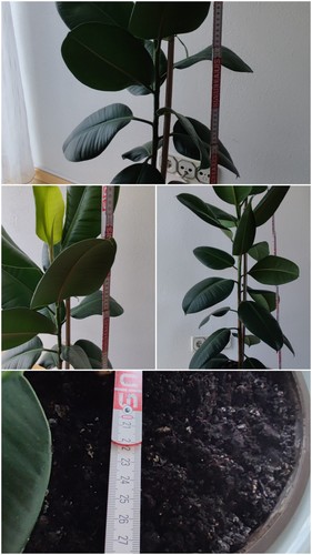Gummibaum ficus elastica - gummibaum,