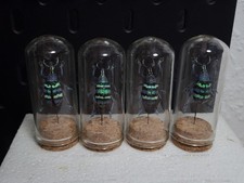 Entomologie Rüsselkäfer Blau