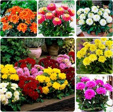 Dahlien Knollen Blumenzwiebeln