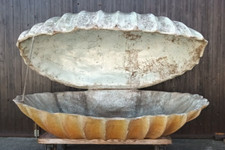 Riesenmuschel Pflanzschale