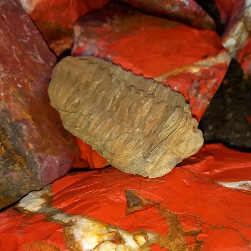 Sonderangebot fossil trilobit - sonderangebot,